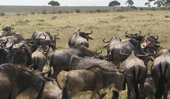 wildbeast migration safari